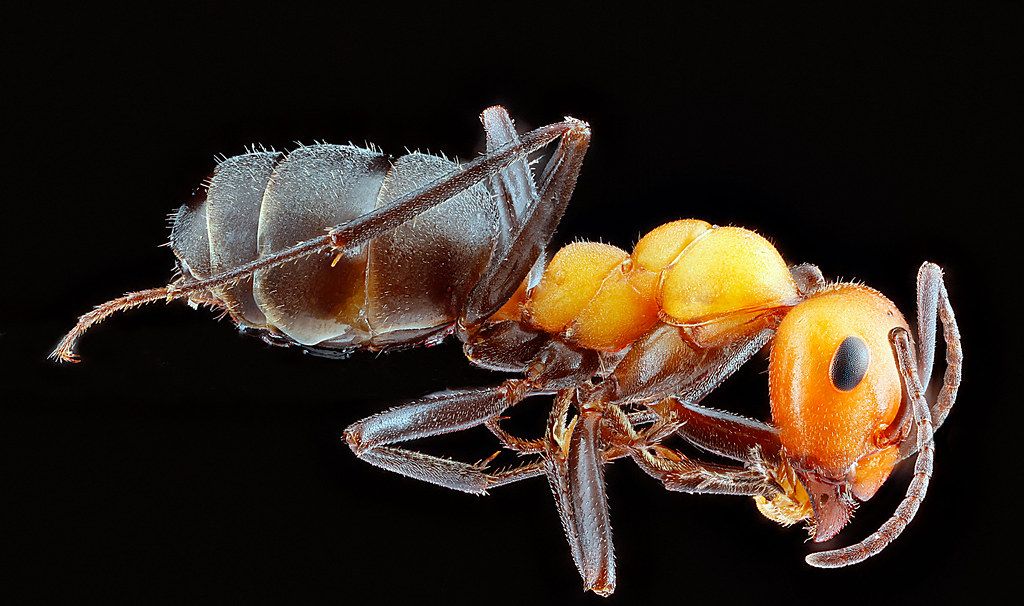 Ant Control service in Bay City, MI
