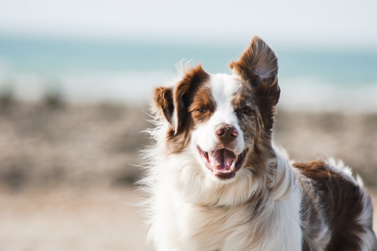 Flea & Tick Control service in Bay City, MI