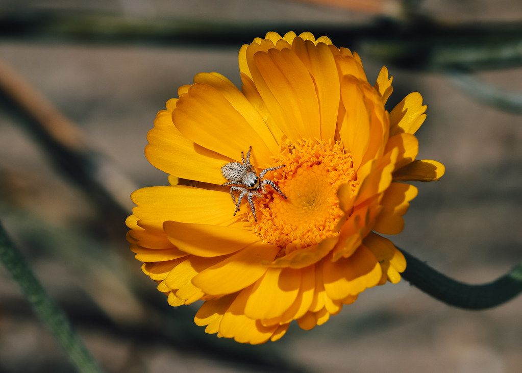 Spider Control service in Bay City, MI
